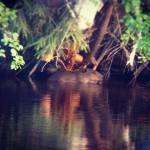 beaver in lake