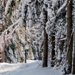 cross country skiing stockholm