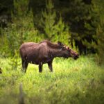 000000323-stockholm-moose--wildlife-safari