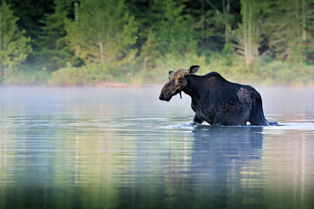 wildlife tour stockholm