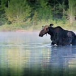000000330-stockholm-moose--wildlife-safari