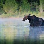 Wildlife Safari Stockholm - www.thegreentrails.com