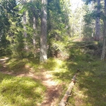 hiking through forest in stockholm