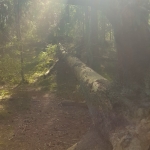 fallen tree