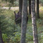fredrik_broman-king_of_the_forest-328 (1)