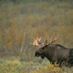 wildlife safari stockholm