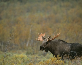 wildlife safari stockholm