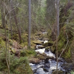 wild river stockhholm