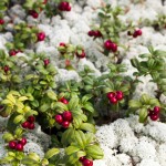 anders_tedeholm-lingonberries-5441