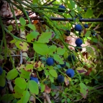 blueberry stockholm