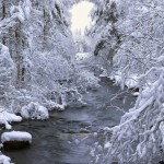 winter-forest-stockholm-1024x575