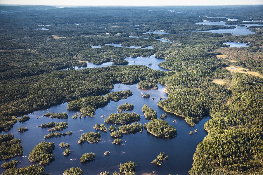 swedish forest