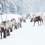 jorgen_wiklund-reindeer-3021