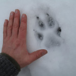 wolf-tracking