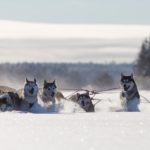 fredrik_broman-dog_sledding-3788