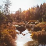 alexander_hall-creek_in_a_nature_reserve-6187