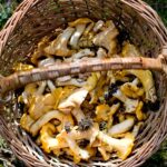 jonas_overödder-chanterelles-584