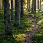 Narrow forest path in coniferous forest with evening light