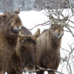 fredrik_broman-moose_-452