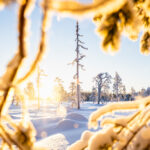 hilla_aspman-winter_sun-10981