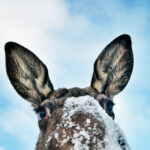 pontus_charleville-a_curious_moose-11596